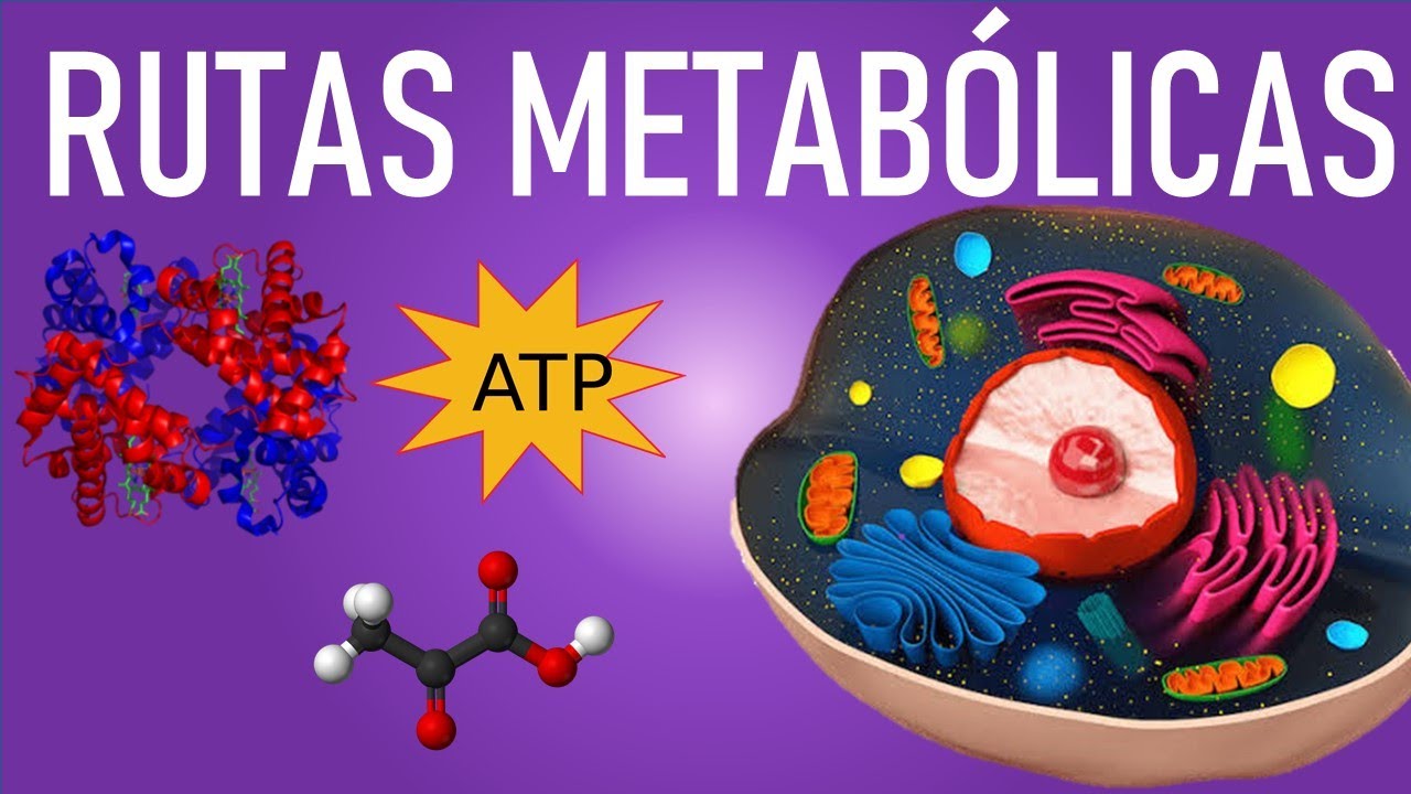 23-P BIOQUÍMICA II - CC02BM