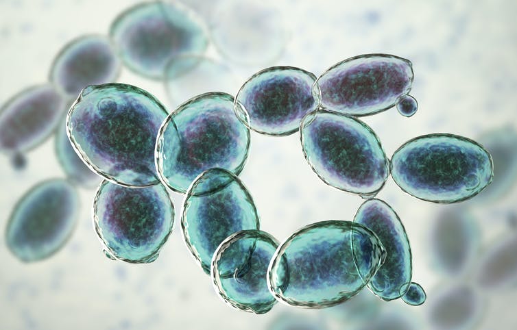 25-P BIOTECNOLOGÍA DE LEVADURAS 